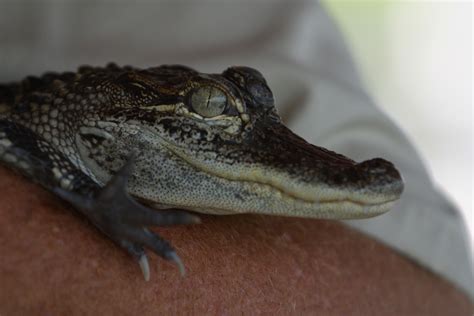 The Irresistible Appeal of Unorthodox Companions: Young Gators as Exotic Pets