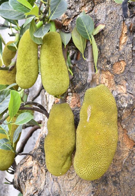 The Jackfruit Tree: A Symbol of Abundance and Prosperity