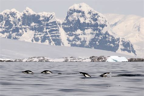 The Journey Begins: In Search of the Elusive Azure Penguin in the Frigid Antarctic