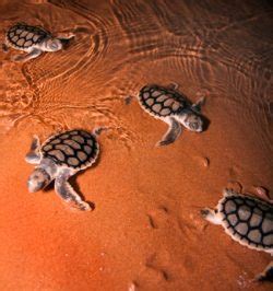 The Journey of Turtle Hatching: A Spectacle of Mother Nature's Marvels