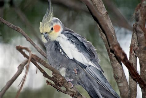 The Joy of Envisioning a Pet Cockatiel: Exploring the Enchanting World of Feathered Companions