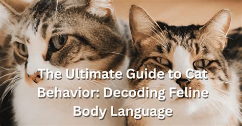 The Language of Feline Affection: Decoding the Significance of Cat Dreams