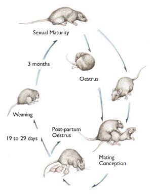 The Lifecycle of Infant Rodents: From Birth to Maturity