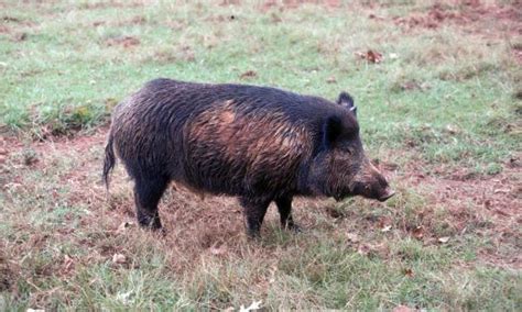 The Link Between Feral Swine in One's Dreams and Power Dynamics