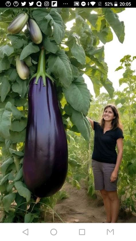 The Lucrative Market for Enormous Fruits: Craving and Capitalizing on Oversized Produce