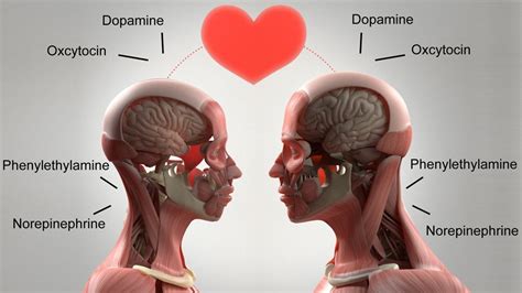 The Magic of Chemistry: How Attraction Shapes an Unforgettable Kiss