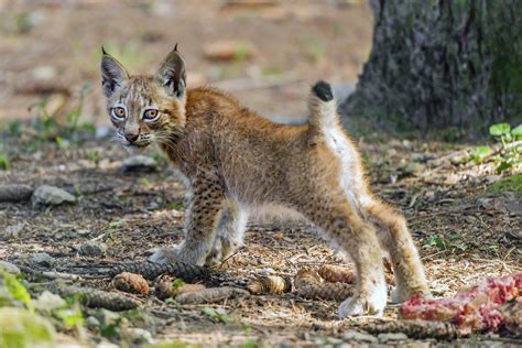 The Magical Realm of Baby Lynx