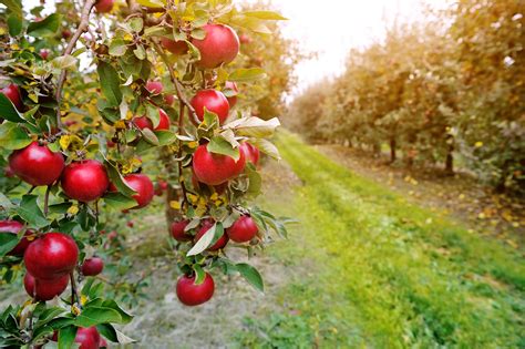 The Magnetic Pull of Orchards: A Haven for Reconnecting with the Natural World