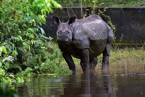 The Magnificence of Rhinoceroses: Majestic Giants of the Animal Kingdom