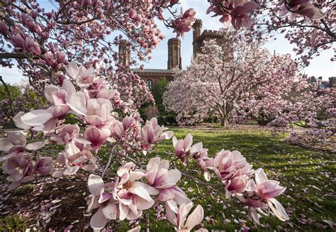 The Magnolia Blossom in Contemporary Society: Current Trends and Popular Applications