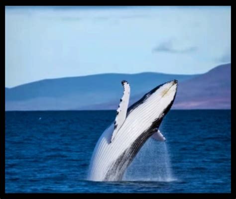 The Majestic Giants: Jaw-dropping Encounters with Whales