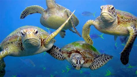 The Majestic Migration of Sea Turtles