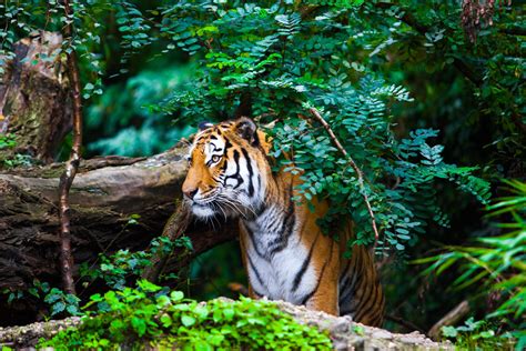 The Majestic World of Wilderness: Exploring the Habitat of Tigers