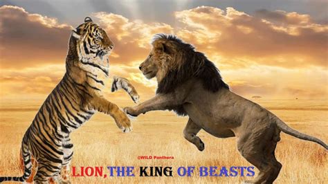 The Majesty and Dominion of the King of the Beasts