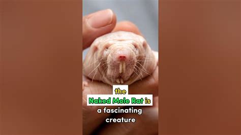 The Marvels of the Mole Rat: Discovering its Extraordinary Lifestyle