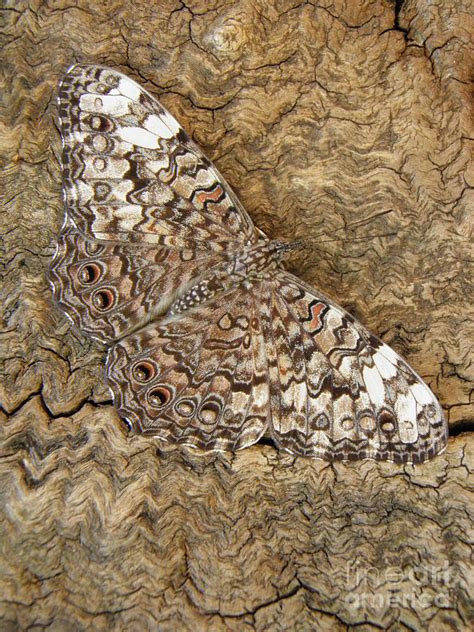 The Mastery of Concealment: Birds and Butterflies Harness the Art of Camouflage