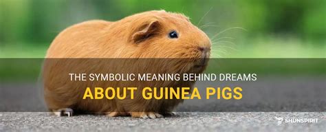 The Meaning Behind Dreams of a White Guinea Pig