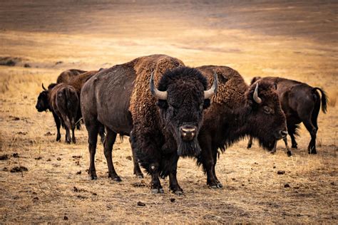 The Meaning of the Ivory Bison Offspring in Indigenous American Tradition