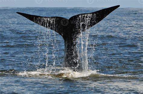 The Mesmerizing Beauty of Whale Tails