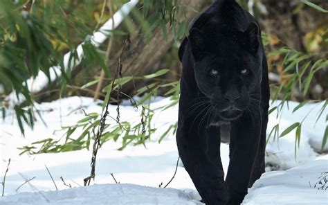 The Mesmerizing Encounter: A Close-Up Experience with a Majestic Snow Panther