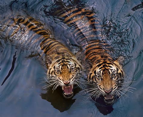 The Mesmerizing Realm of Tigers