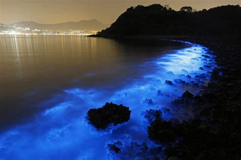 The Mesmerizing Tones of Bioluminescent Waves: An Intriguing Natural Phenomenon