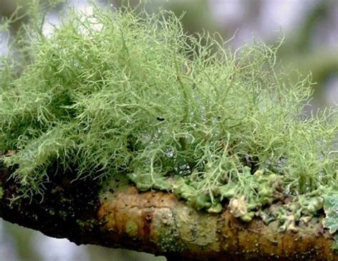 The Mysterious Background of Usnea Lichen Unveiled