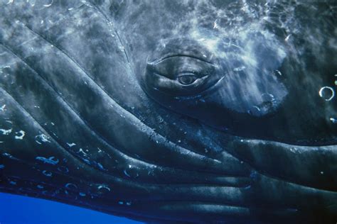 The Mysterious Giants: Whales of the Ocean