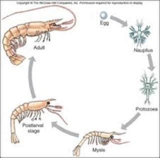 The Mysterious Life Cycle of Massive Crustaceans