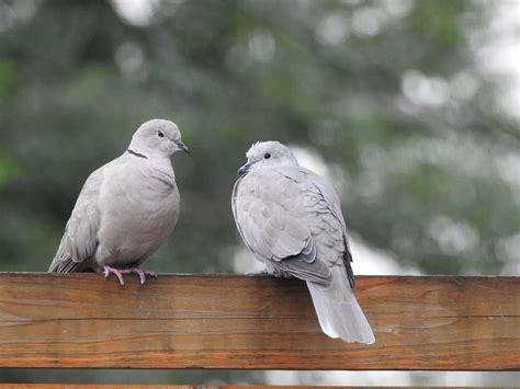 The Mysterious Significance of the Lifeless Dove