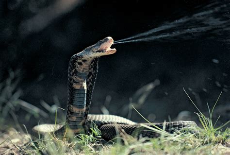 The Mysterious World of the Spitting Cobra Reverie