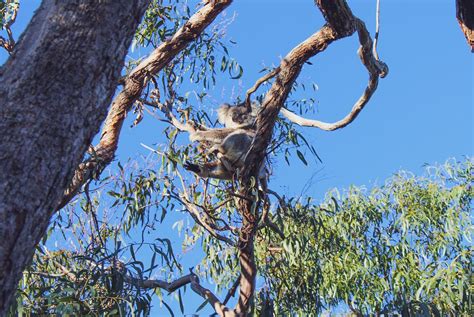 The Mystery of Spotting an Ivory Koala