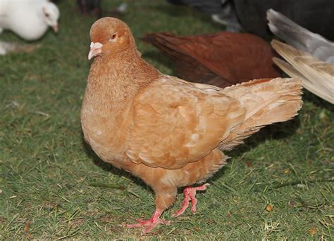 The Mythical Origins of the Golden Pigeon