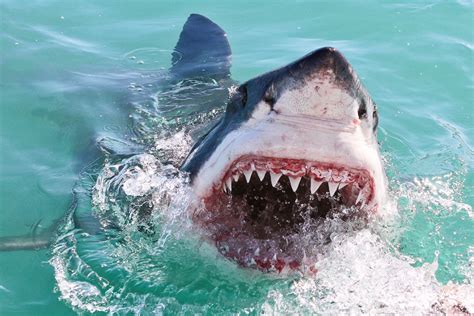 The Myths and Misconceptions Surrounding the Majestic Great White Shark