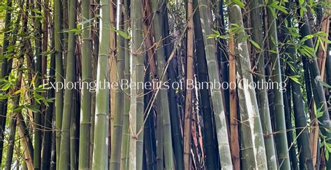 The Natural Elegance of Bamboo