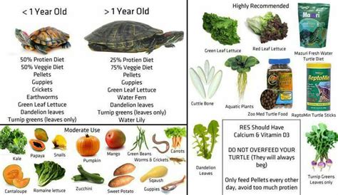 The Nutritional Needs of Your Aquatic Companion: Ensuring a Healthy Turtle Diet