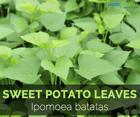 The Nutritional Value of Sweet Potato Leaves