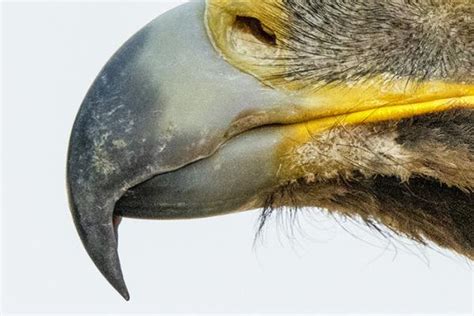 The Origin of the Visioned Significance of Avian Beak