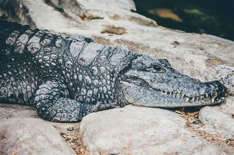 The Origins and Cultural Significance of Crocodile Cuisine