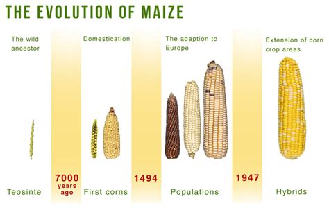 The Origins and History of Corn Flour