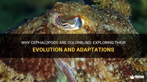 The Origins of Cephalopods: Exploring the Intriguing Evolutionary Journey