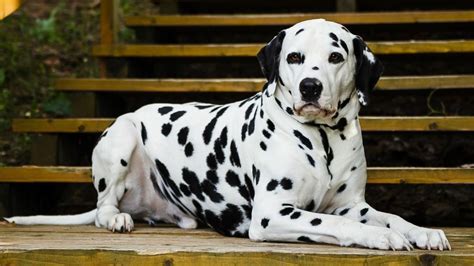 The Origins of the Dalmatian Breed