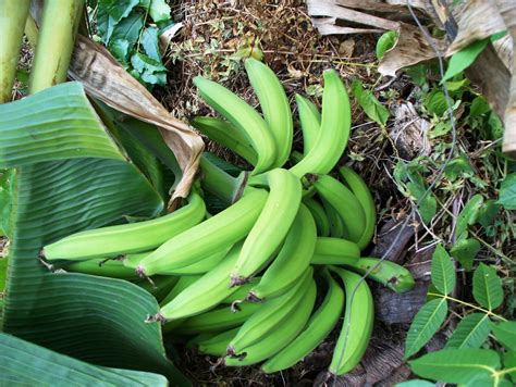 The Origins of the Plantain Fruit