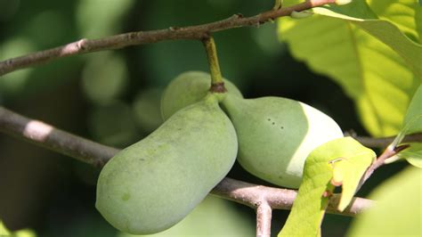 The Pawpaw Fruit: A Tropical Delight with a Unique Flavor