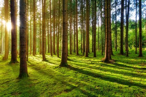 The Peaceful Atmosphere of Evergreen Forests: A Journey into Calmness