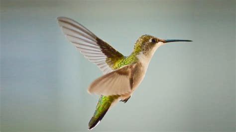 The Peculiar Ability of Flying Shrimp: Unveiling Nature's Aerial Acrobats