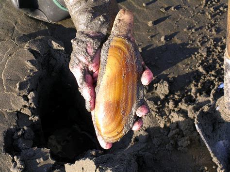 The Phenomenon of Clam Behavior: Deciphering the Tides and Habitats