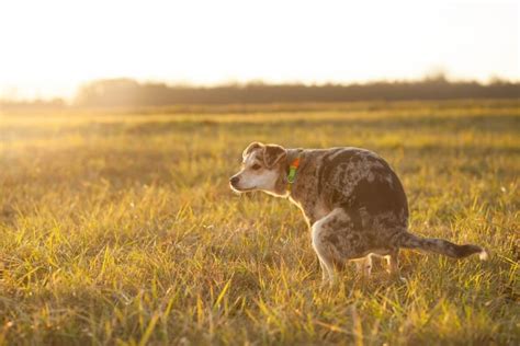 The Phenomenon of Dreaming About Ingesting Canine Excrement