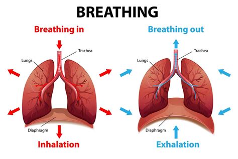 The Physical Factors that Contribute to Experiencing Dreams of Involuntary Inhalation of Saliva