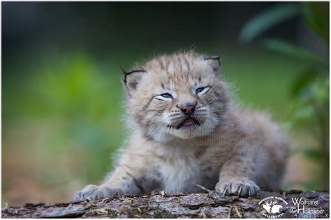 The Playful Side of Young Lynx: Moments of Pure Joy